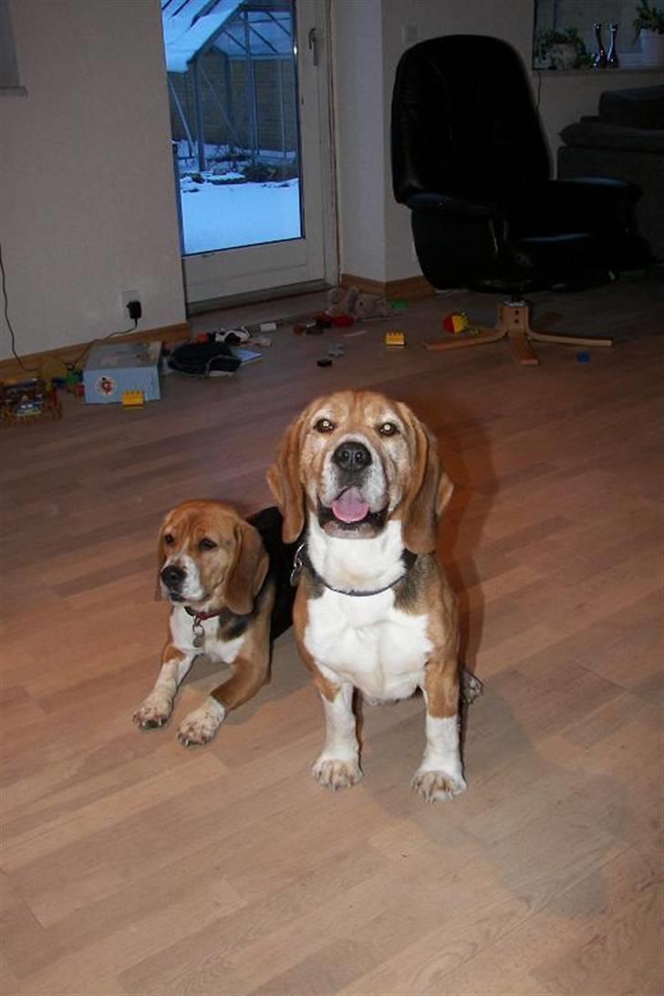 Beagle Bob  billede 15