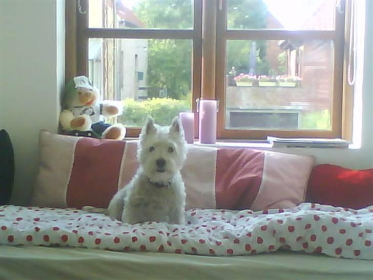 Welsh terrier emma billede 1