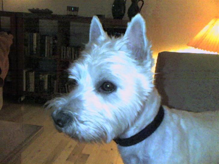 Welsh terrier emma billede 2