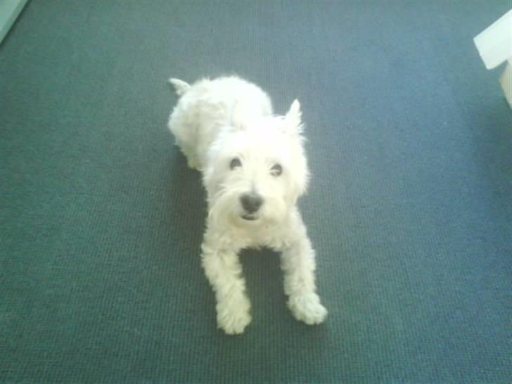 Welsh terrier emma billede 3