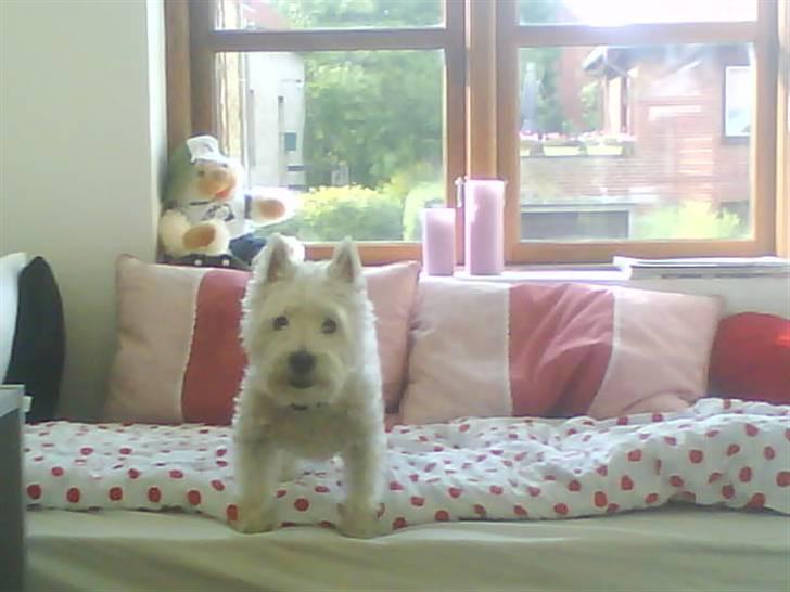 Welsh terrier emma billede 4