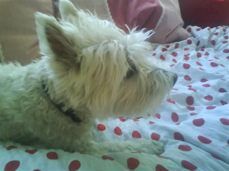 Welsh terrier emma billede 5