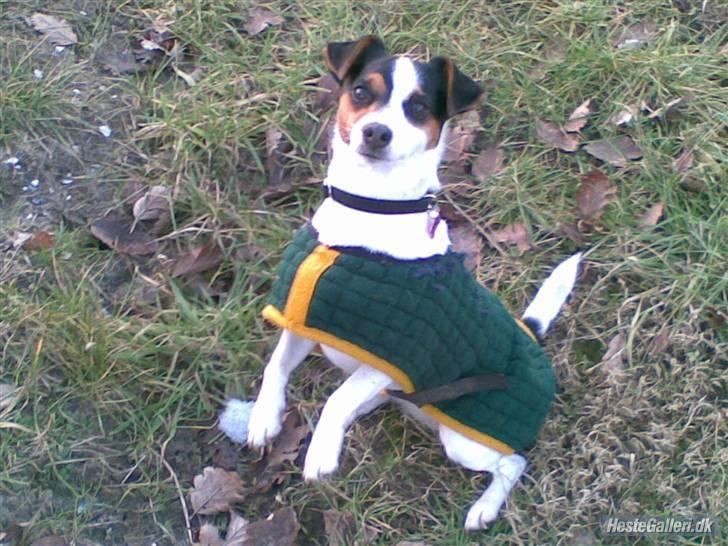 Jack russell terrier  * Fine * - Billede taget ude ved hestene. billede 18