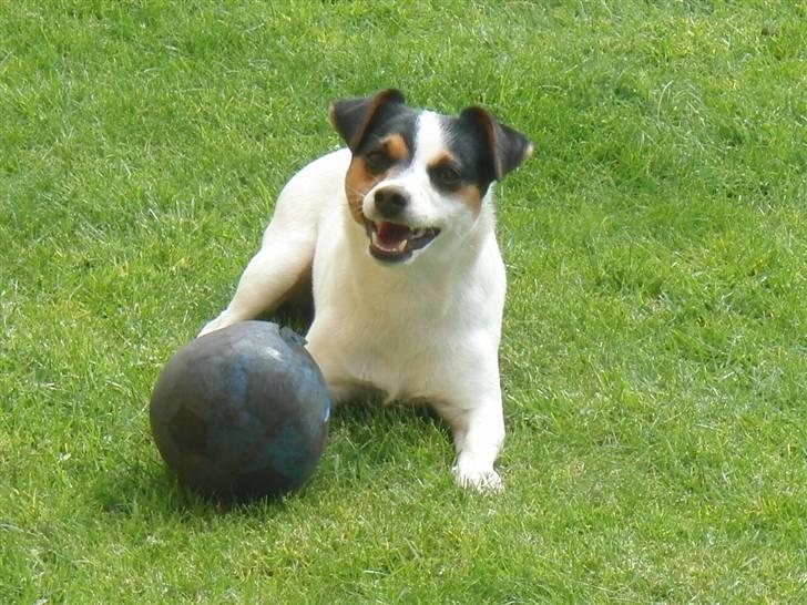 Jack russell terrier  * Fine * - en kort pause, midt i springtræning ;) billede 19