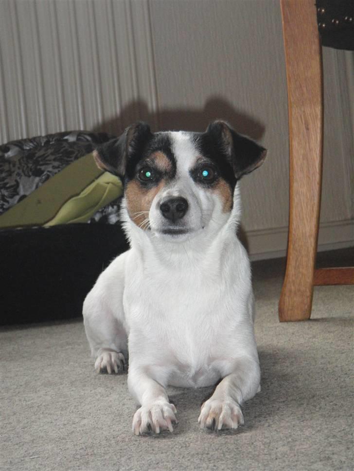 Jack russell terrier  * Fine * - "smutter i nu?" ;) - tak fordi i kiggede med! billede 20