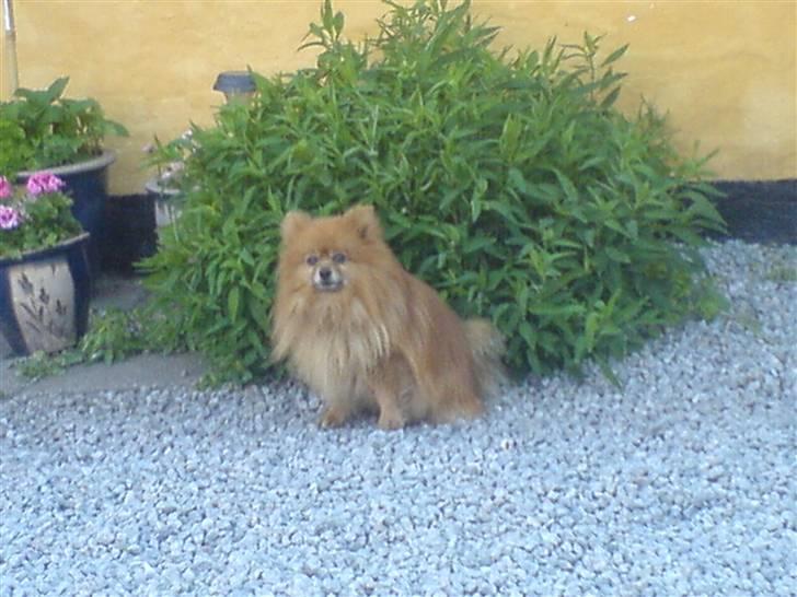 Pomeranian mikkel billede 19