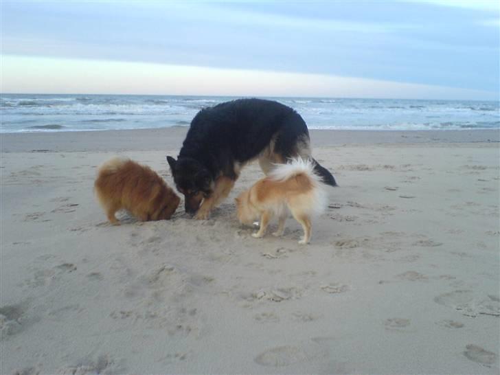 Pomeranian mikkel - hygge på stranden billede 20