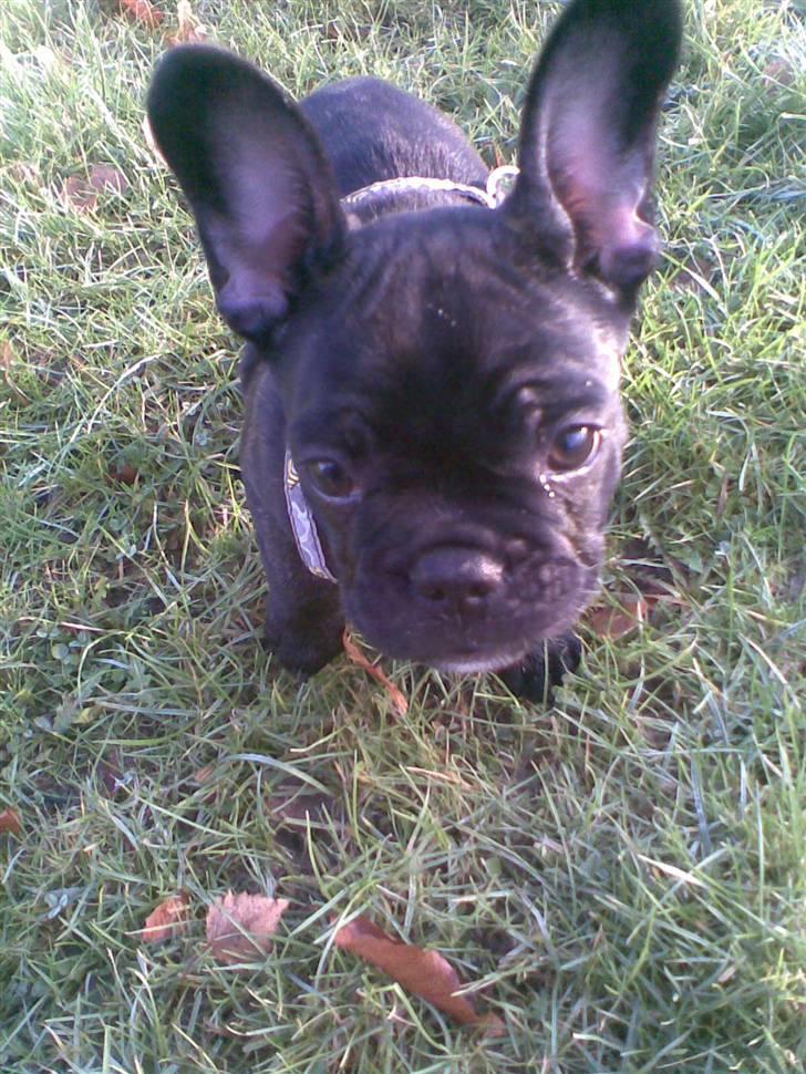 Fransk bulldog Alma billede 1