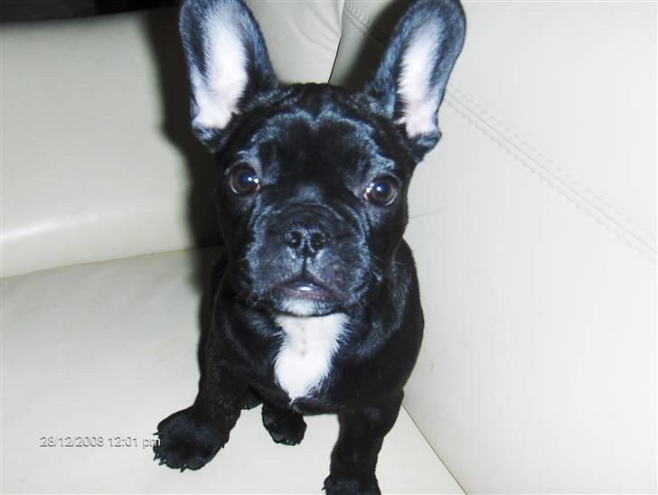 Fransk bulldog Alma billede 2