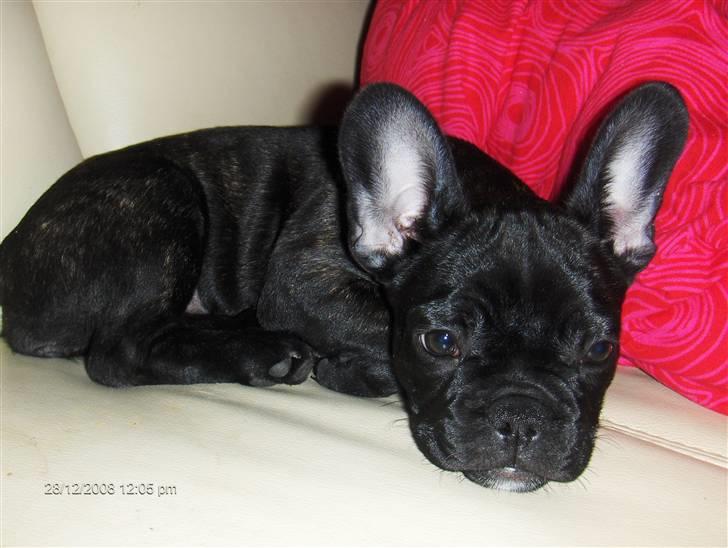 Fransk bulldog Alma billede 3