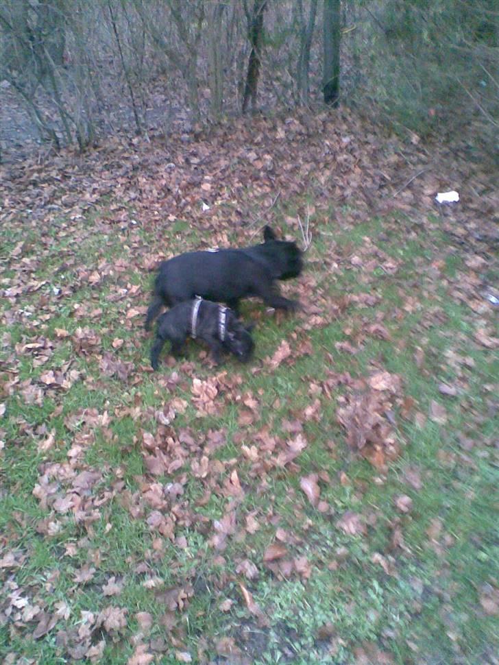 Fransk bulldog Alma billede 4