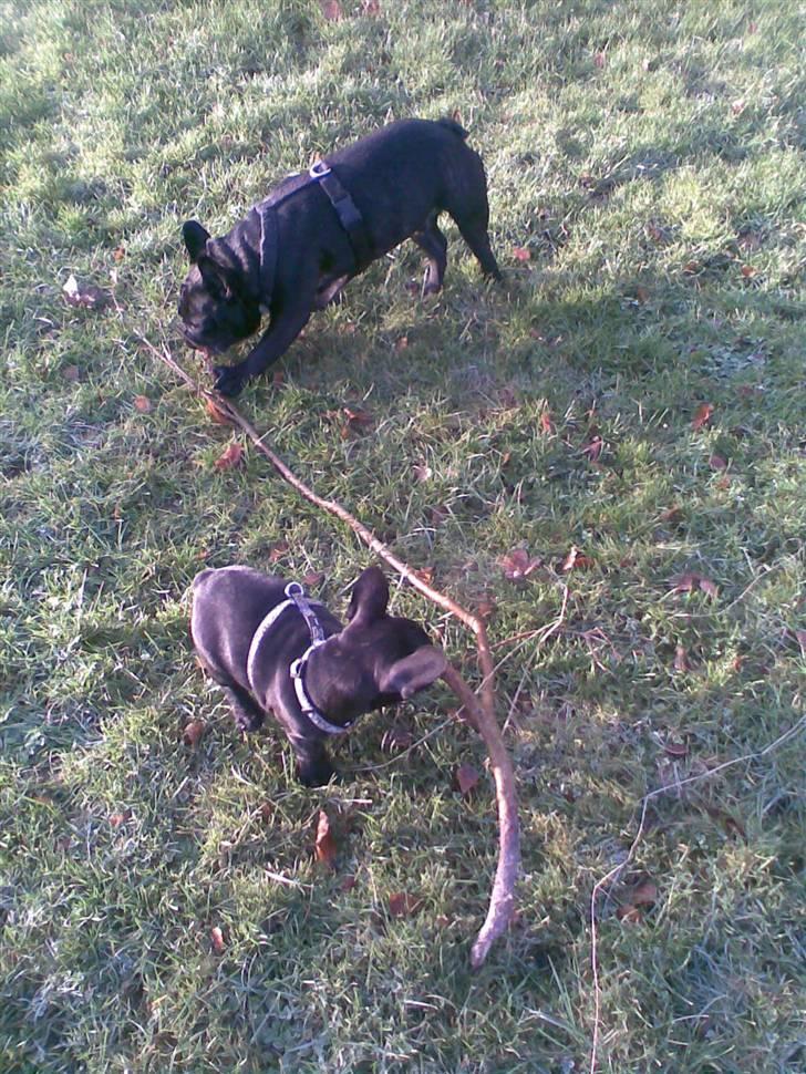 Fransk bulldog Alma billede 5