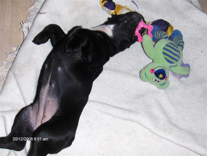 Fransk bulldog Alma billede 6