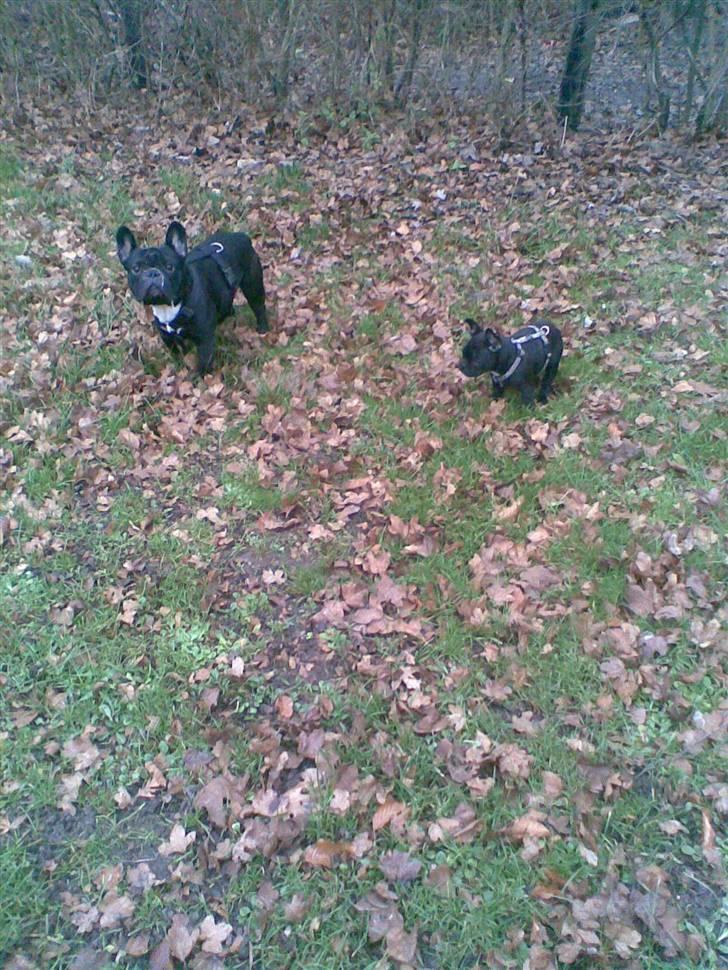 Fransk bulldog Alma billede 7