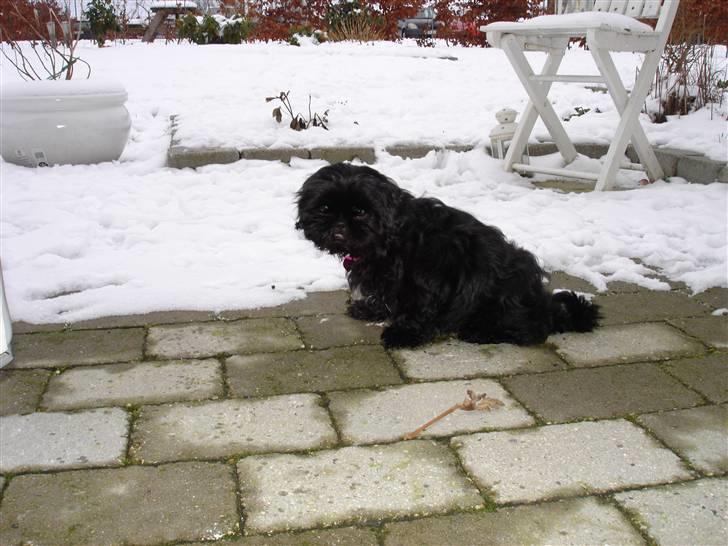 Shih tzu Taybes Coco|Solgt billede 7