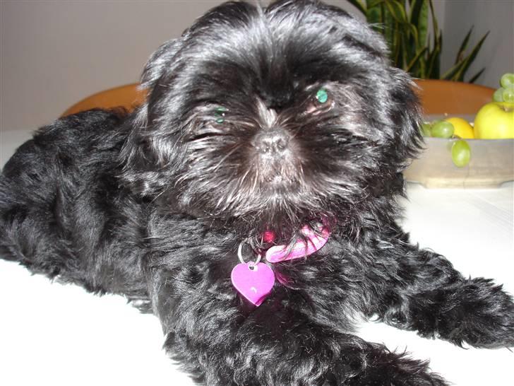 Shih tzu Taybes Coco|Solgt billede 8