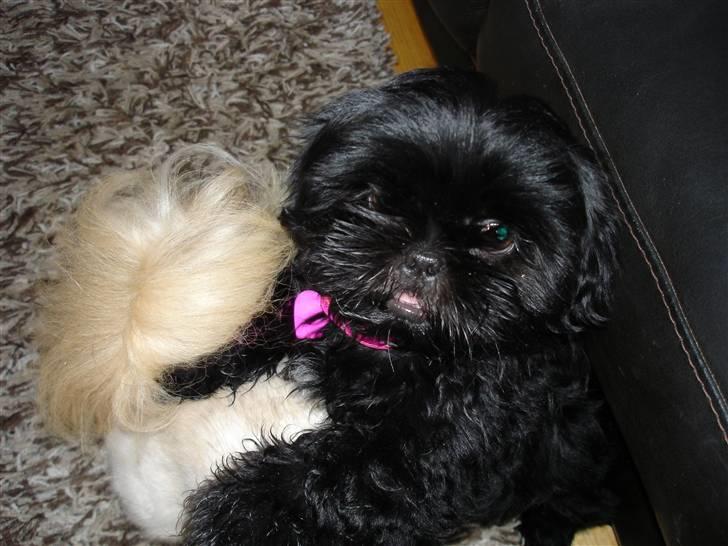 Shih tzu Taybes Coco|Solgt billede 9