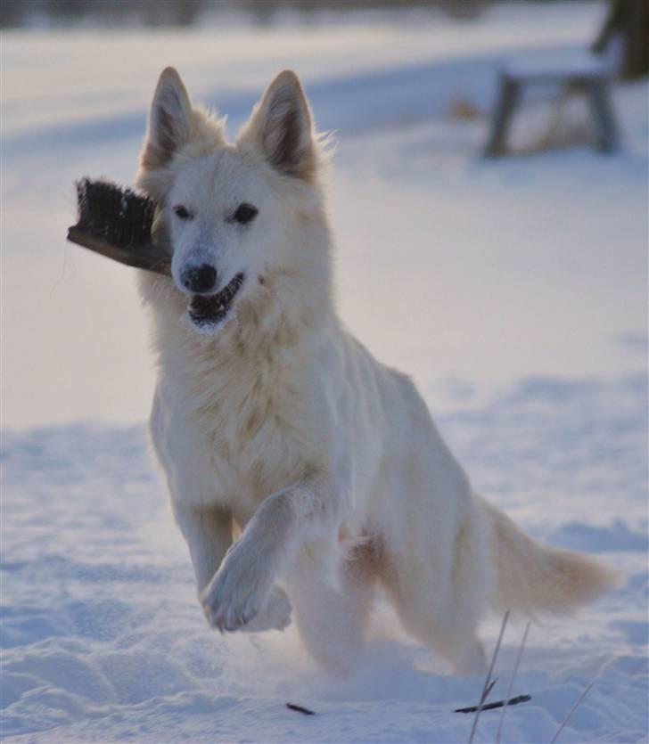 Hvid Schweizisk Hyrdehund Hetolix Q-tips billede 11