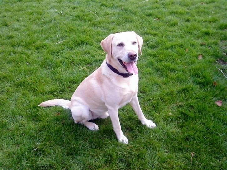Labrador retriever BUSTER=) - kig et nysgerigt kig ind i busters verden=) billede 1