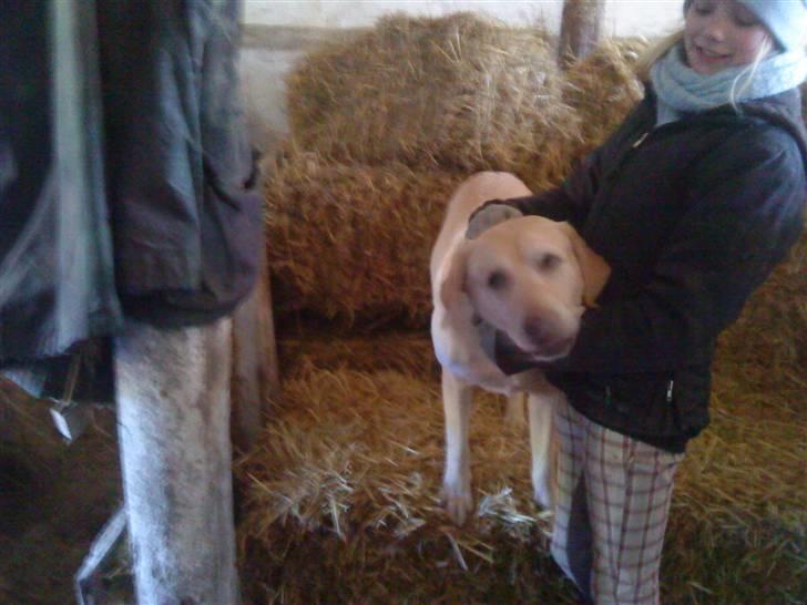 Labrador retriever BUSTER=) - slip mig slip mig der bliver taget billed billede 2