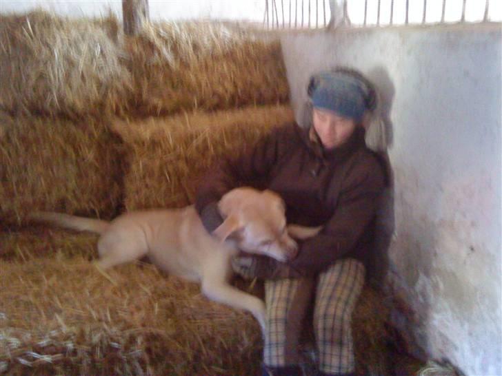 Labrador retriever BUSTER=) - kom nu leg nu med mig sille. billede 3