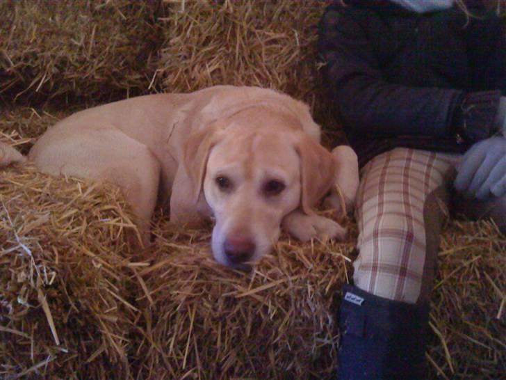 Labrador retriever BUSTER=) - alså hvorfor gider hun ikke billede 4