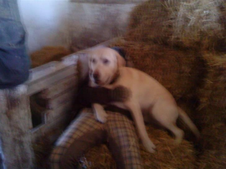Labrador retriever BUSTER=) - åh... jeg ligger godt her billede 5
