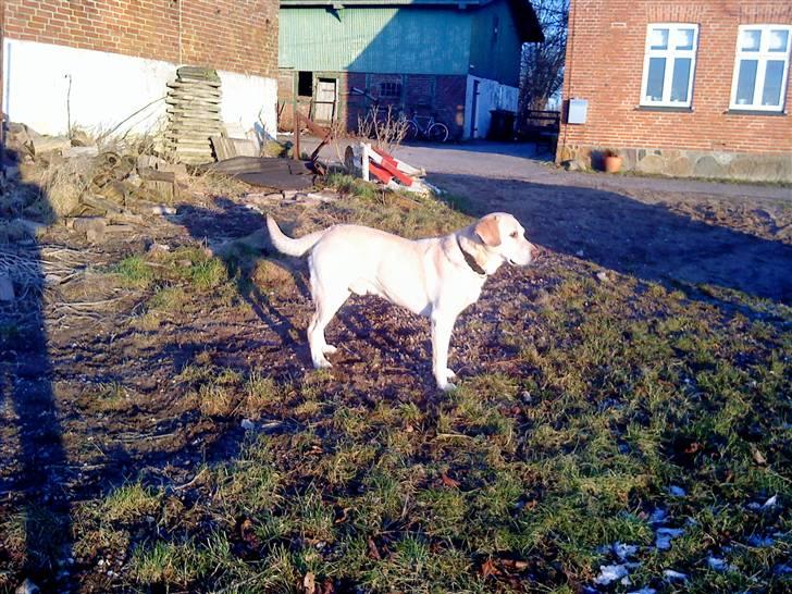 Labrador retriever BUSTER=) - hva det? billede 6