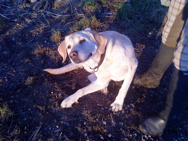 Labrador retriever BUSTER=) - åh... det klør...... billede 7