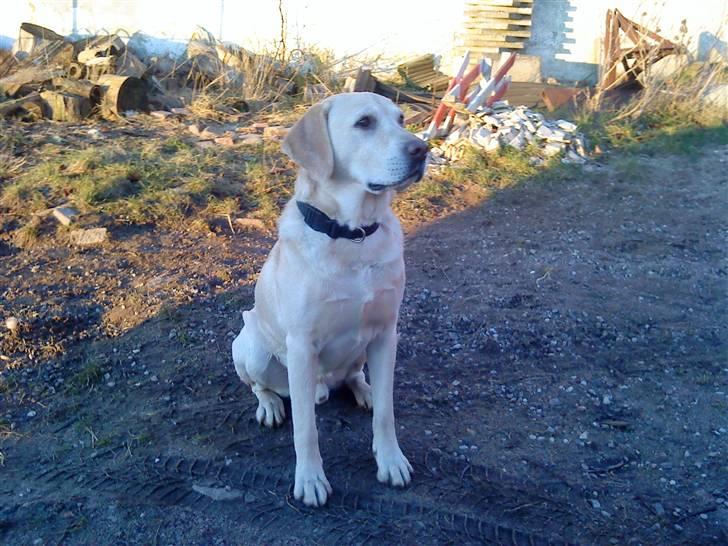 Labrador retriever BUSTER=) - javel hr. generral. jeg står ret billede 8