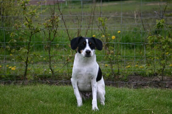 Dansk svensk gaardhund tulle (DØD) billede 1