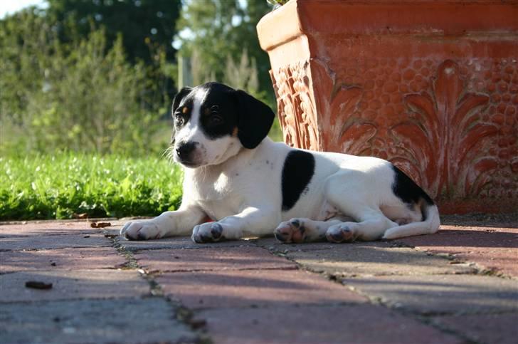 Dansk svensk gaardhund tulle (DØD) billede 4