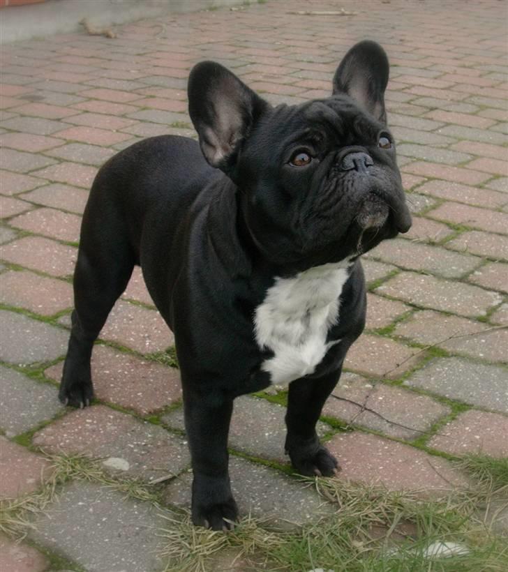 Fransk bulldog 'Foucault' R.I.P. 2010 - 11 måneder billede 12