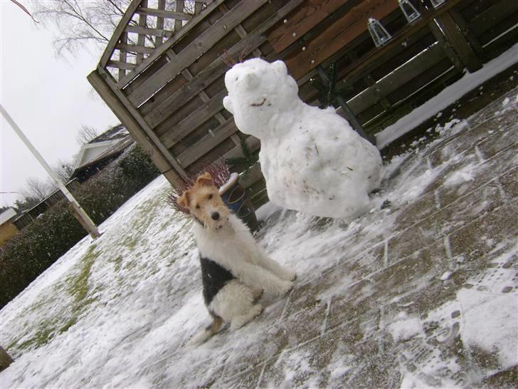 Ruhåret foxterrier "Tippe" - Tippe og snemand, som hun "hjalp" med at bygge billede 19