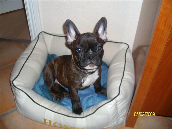 Fransk bulldog Victor *Død* billede 1