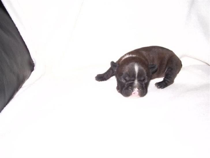 Fransk bulldog Victor *Død* billede 2