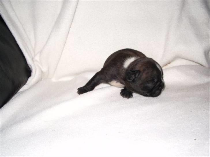 Fransk bulldog Victor *Død* billede 3