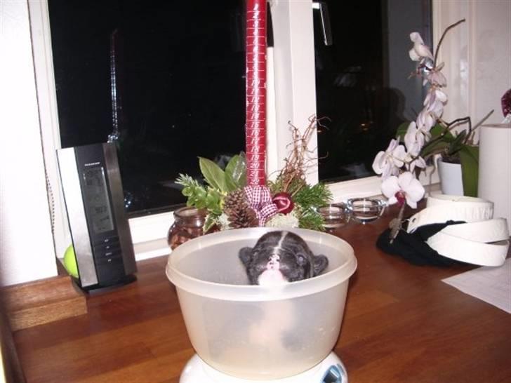 Fransk bulldog Victor *Død* billede 4