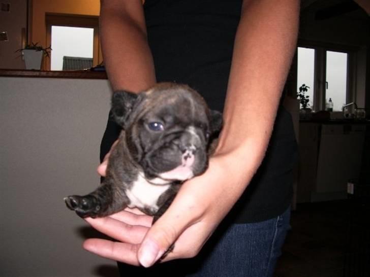 Fransk bulldog Victor *Død* billede 5