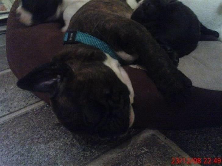 Fransk bulldog Victor *Død* billede 6