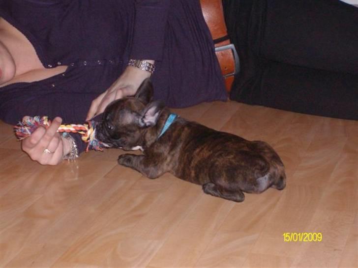 Fransk bulldog Victor *Død* billede 7