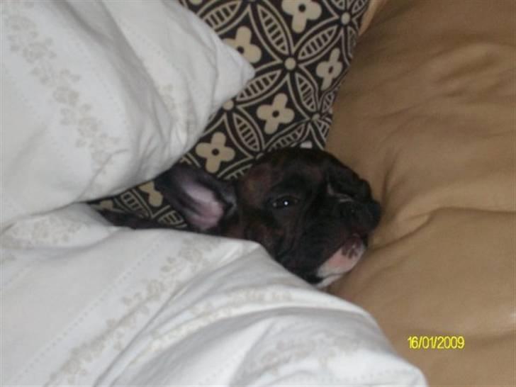 Fransk bulldog Victor *Død* billede 8