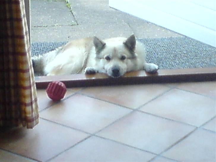 Norsk buhund Cobbe *død* billede 15