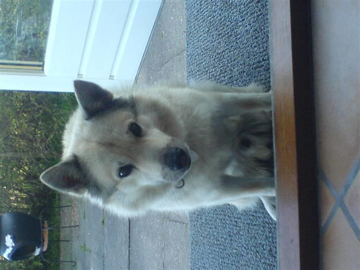 Norsk buhund Cobbe *død* billede 16