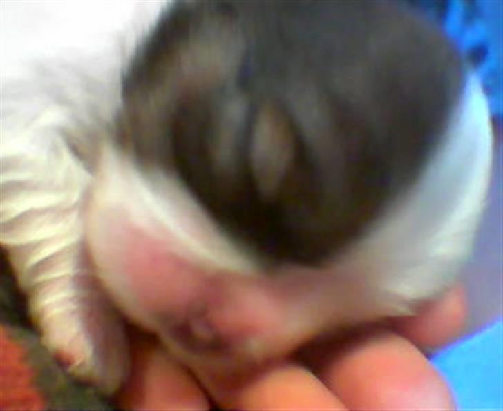 Shih tzu Ronja - Her er første gang jeg så lille Ronja, og jeg var helt solgt. billede 1