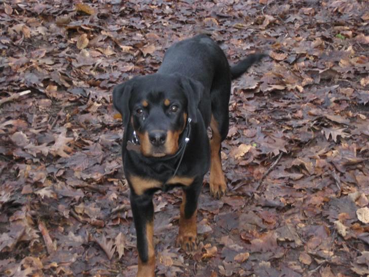 Rottweiler Bella - Med betændelse i øjet... :-( billede 8
