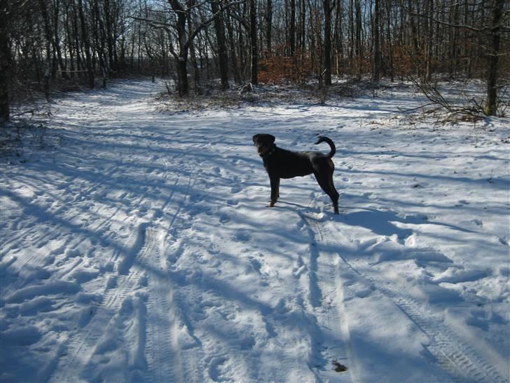 Rottweiler Bella - På udforskning i sne landskabet... billede 10