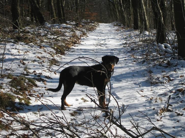 Rottweiler Bella - "Kommer i snart??" billede 11