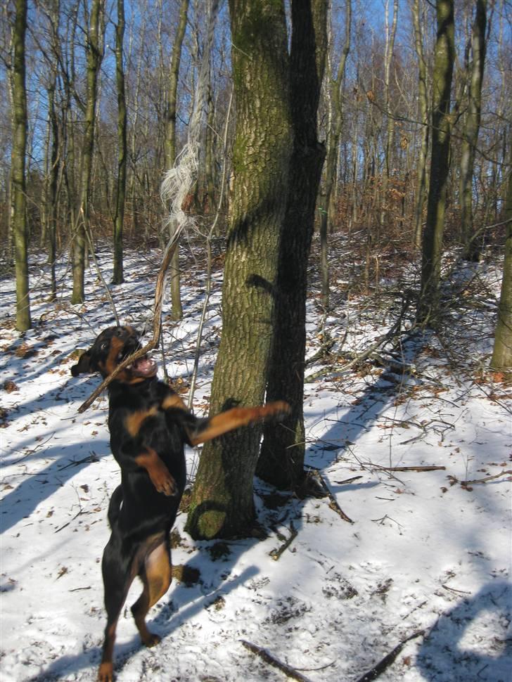Rottweiler Bella - "Dumme pind! Hold op med at drille mig!" :-) billede 12