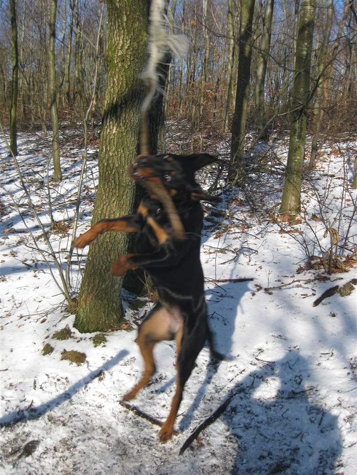 Rottweiler Bella - "Jeg sagde hold så op!!" :-P billede 13